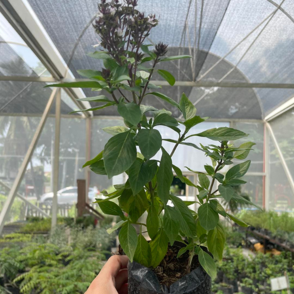 Thai Basil