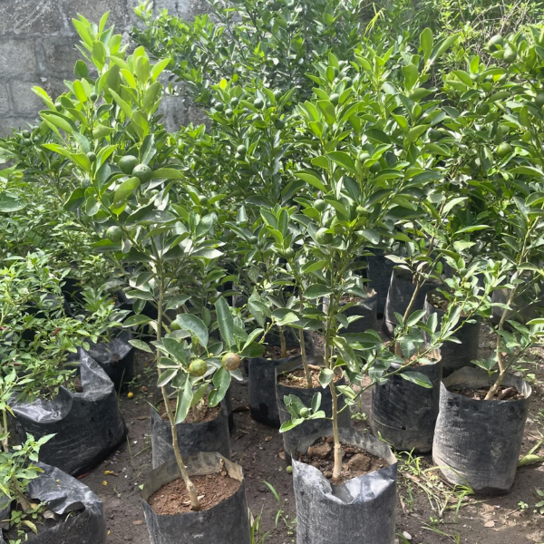Calamansi