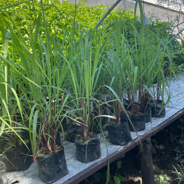 Citronella Grass