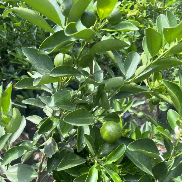Calamansi