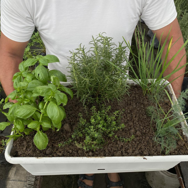 Herbs Set