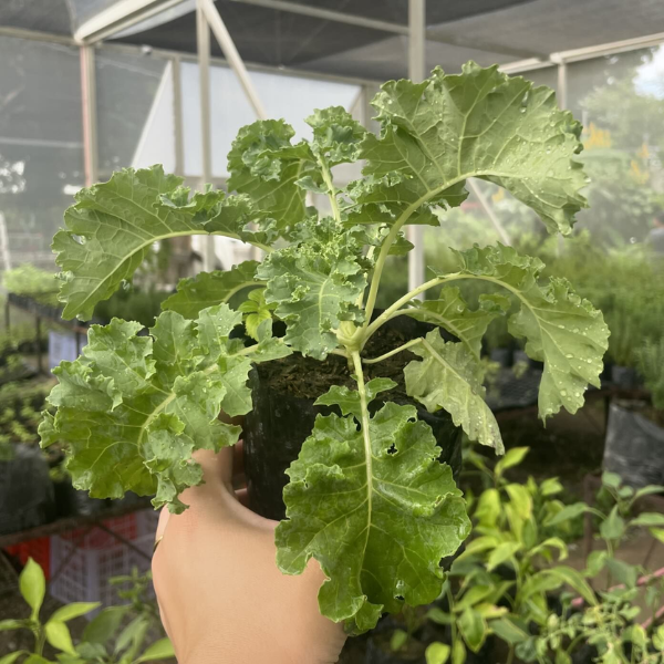 Curly Kale