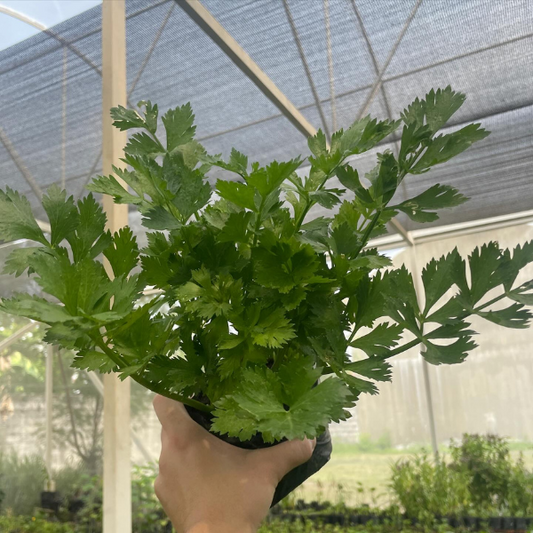 Celery