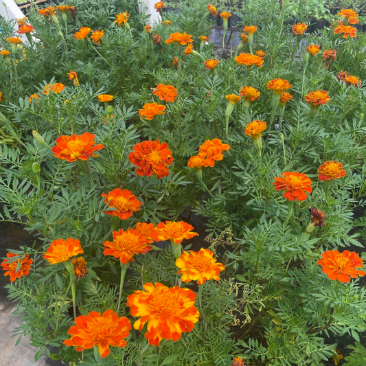 Marigold