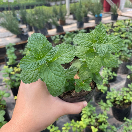 Peppermint