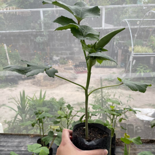 Okra