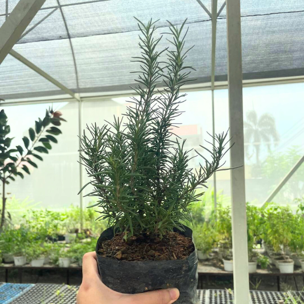 Rosemary