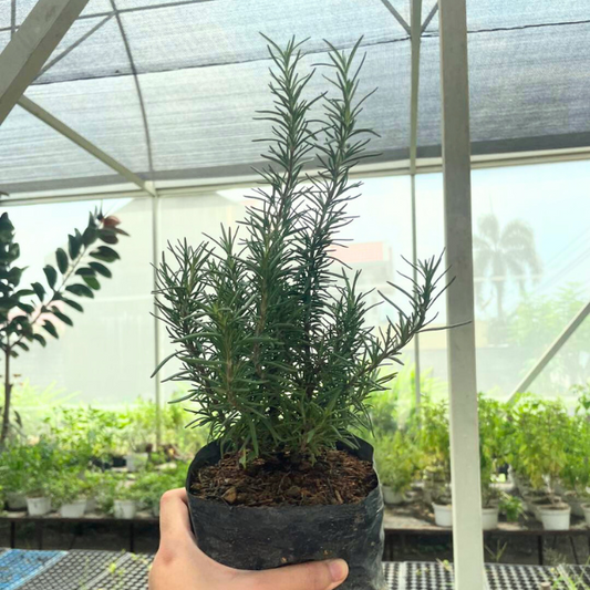 Rosemary