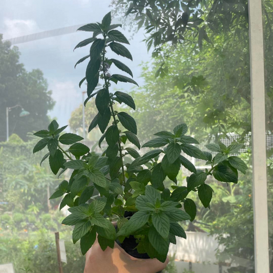 Spearmint