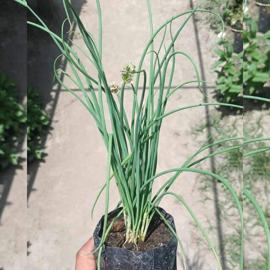 Spring Onions