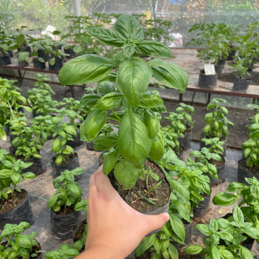 Sweet Basil