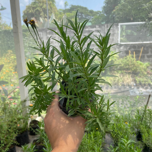Tarragon