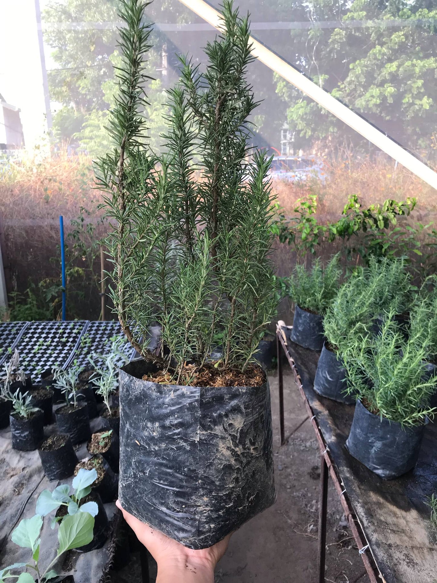 Rosemary (Mother Plant)