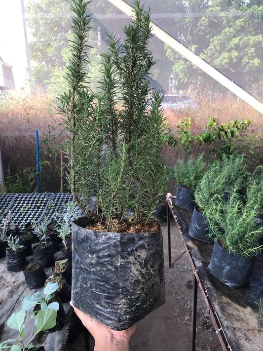 Rosemary (Mother Plant)
