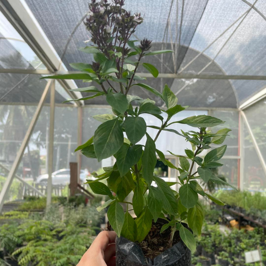 Thai Basil