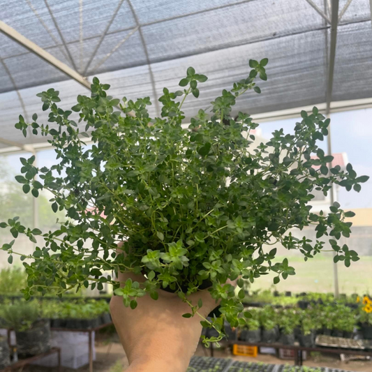 Thyme