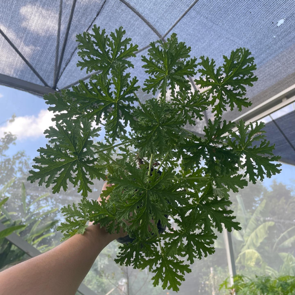Citronella Malvarosa