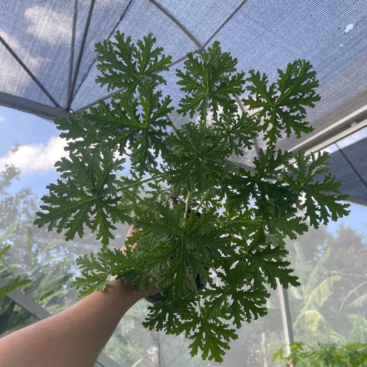 Citronella Malvarosa