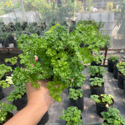 Curly Parsley