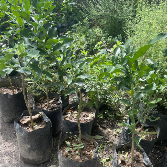 Kaffir Lime