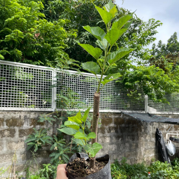Illinois Mulberry