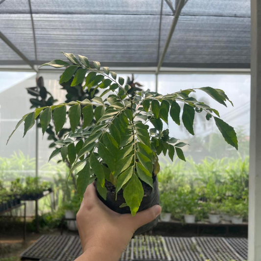 Curry Tree