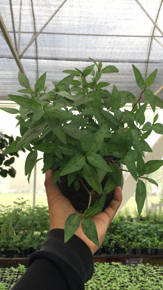 Vietnamese Thai Coriander