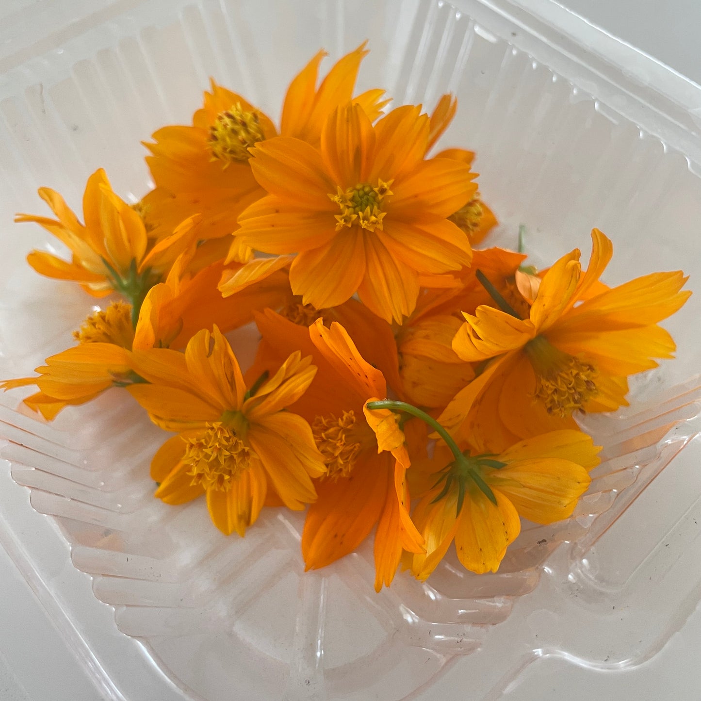 Edible Flowers
