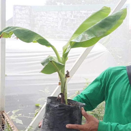 Banana Lakatan