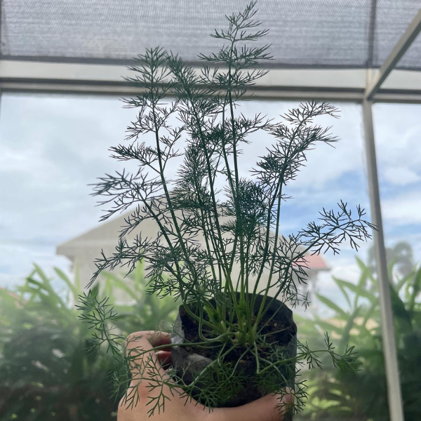 Dill