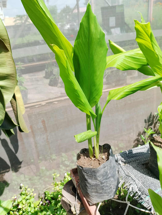 Turmeric