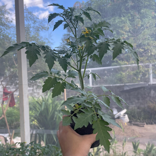 Cherry Tomatoes