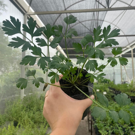 Flat Leaf Parsley