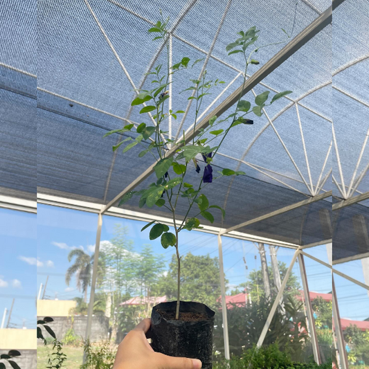 Butterfly Pea