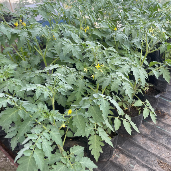 Cherry Tomatoes