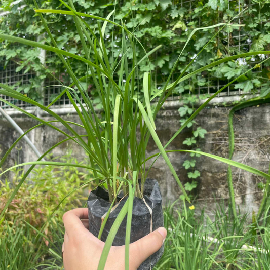 Garlic Chives