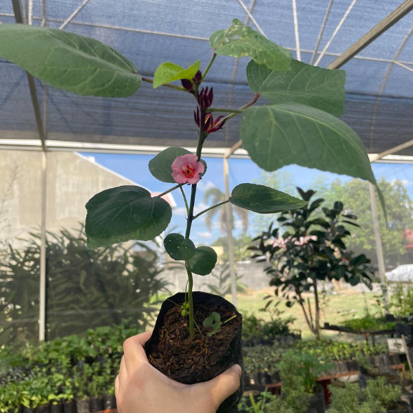 Roselle