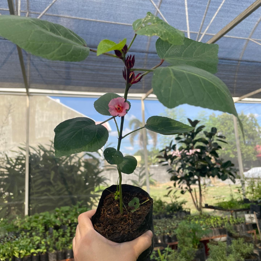 Roselle