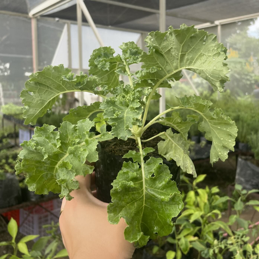 Curly Kale