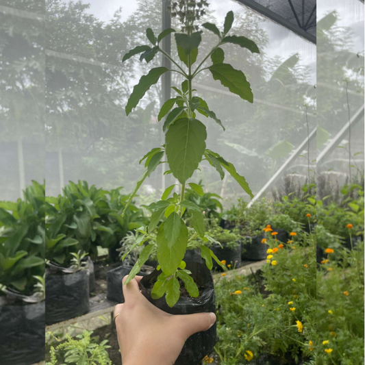 Holy Basil