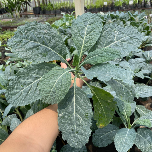 Toscana Kale