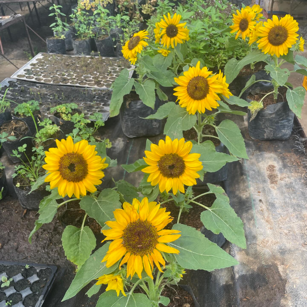 Sunflower
