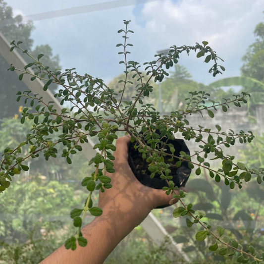 Jamaican Oregano