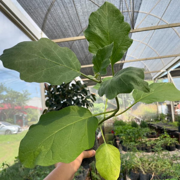 Eggplant