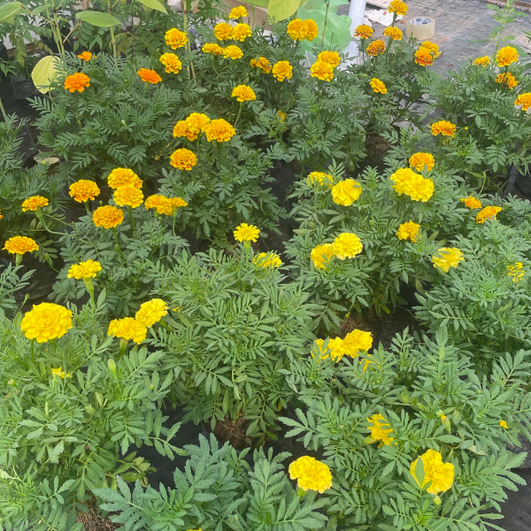 Marigold