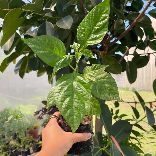 Carolina Reaper