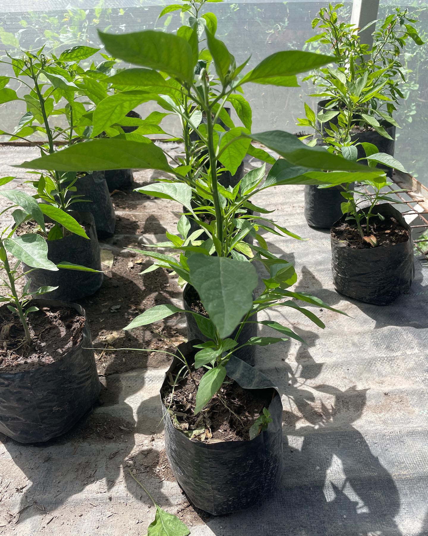 Django Pepper
