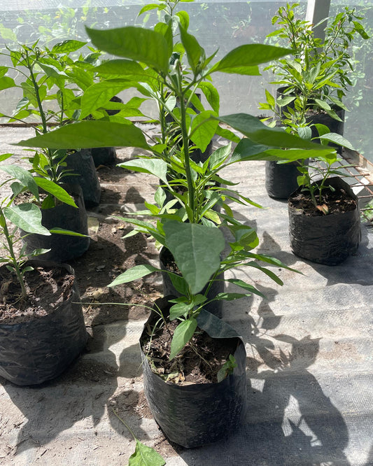 Django Pepper