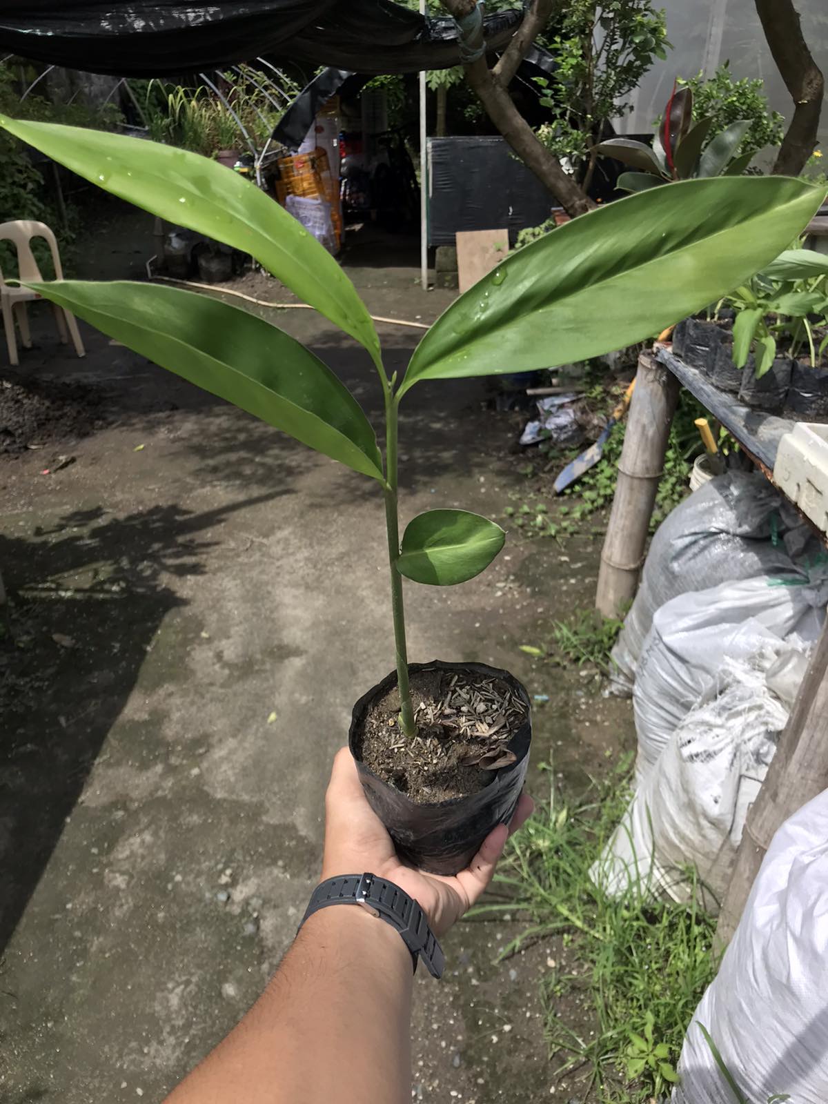 Galanggal