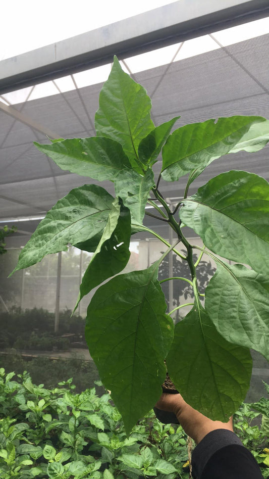 Habanero